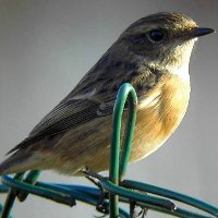 Stonechat